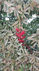 Pyracantha crenatoserrata