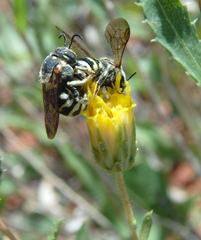Dianthidium