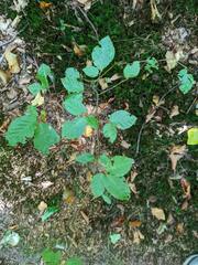 Fagus sylvatica
