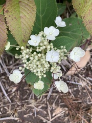 Hydrangea petiolaris