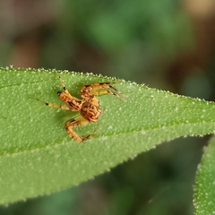 Hamadruas hieroglyphica