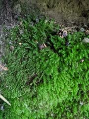 Bryophyta