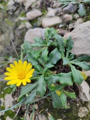 Calendula suffruticosa