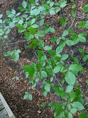 Fagus sylvatica