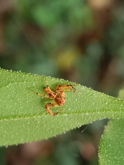 Hamadruas hieroglyphica