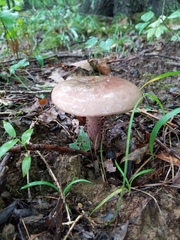 Tylopilus