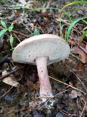 Tylopilus