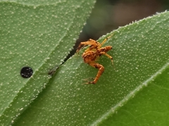 Hamadruas hieroglyphica