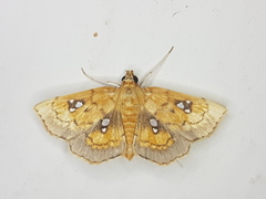Cacographis