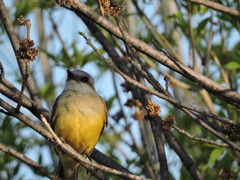Tyrannus couchii