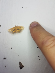 Cacographis