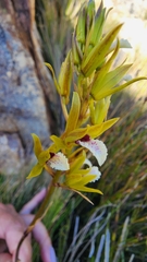 Eulophia tristis