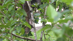 Sciurus yucatanensis