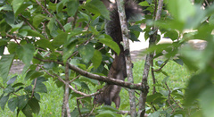 Sciurus yucatanensis