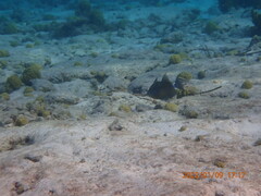 Balistes vetula