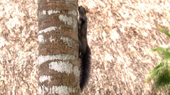 Sciurus yucatanensis