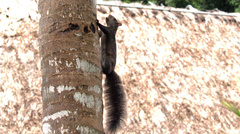 Sciurus yucatanensis