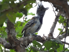 Sakesphorus canadensis