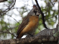 Cardinalis phoeniceus