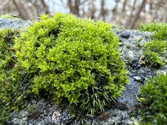Tortula muralis
