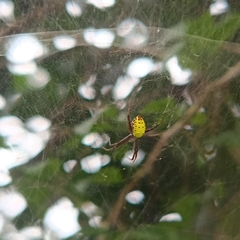 Cyrtophora cylindroides