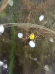 Cyrtophora cylindroides