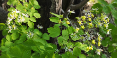 Thalictrum baicalense