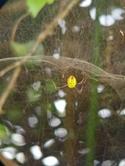 Cyrtophora cylindroides