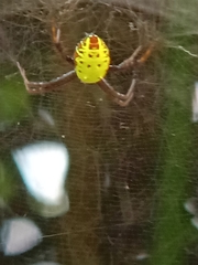 Cyrtophora cylindroides