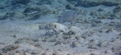Balistes vetula