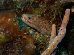 Gymnothorax miliaris