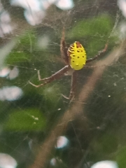 Cyrtophora cylindroides