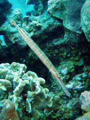 Aulostomus maculatus