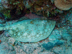 Urobatis jamaicensis