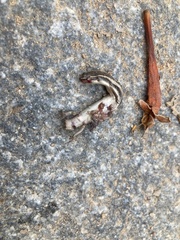 Eutropis carinata