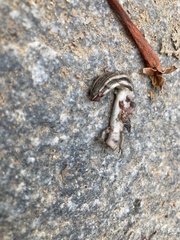 Eutropis carinata