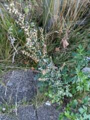 Artemisia vulgaris