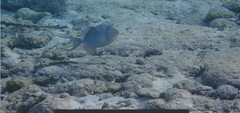 Balistes vetula