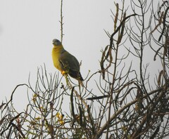 Treron phoenicopterus