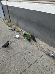 Columba livia domestica