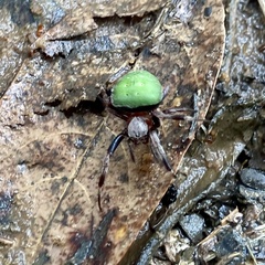 Araneus apricus