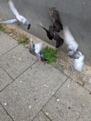 Columba livia domestica