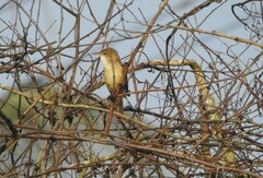 Acrocephalus stentoreus