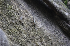 Sphenomorphus sanctus