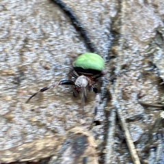 Araneus apricus
