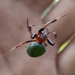 Araneus apricus