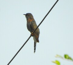 Cacomantis passerinus