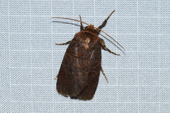 Eriopygini