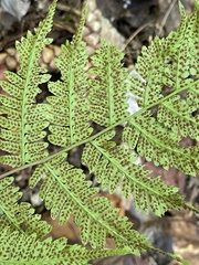 Athyrium asplenioides