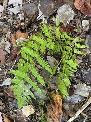 Athyrium asplenioides